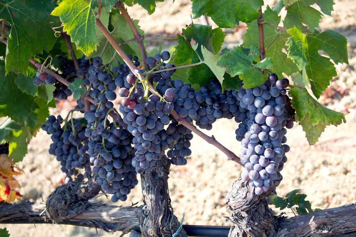 Casa Vacanze Vino Cirò Marina